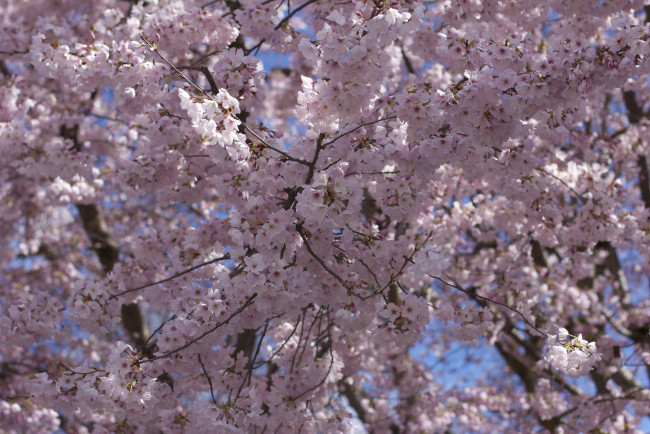 Обои картинки фото цветы, цветущие деревья ,  кустарники, весна, деревья, вишня