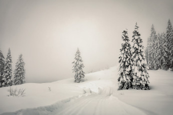 Картинка природа зима ёлки туман снег