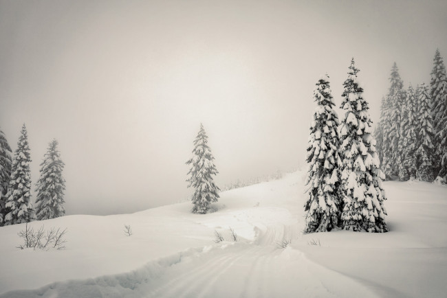 Обои картинки фото природа, зима, ёлки, туман, снег