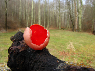 Картинка природа грибы гриб коряга поляна лес
