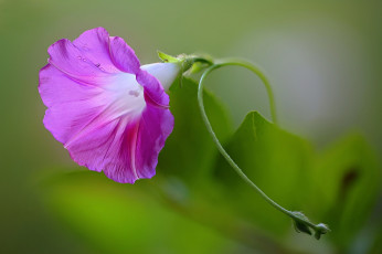 Картинка цветы вьюнки +ипомеи лиловый вьюнок макро