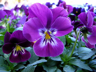 Картинка цветы анютины глазки садовые фиалки фиолетовый