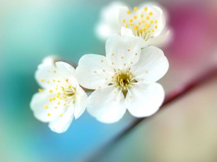 Картинка цветы цветущие деревья кустарники ветка голубовато-сиреневый фон