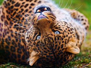Картинка животные леопарды леопард лежит взгляд оскал