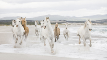Картинка животные лошади табун море берег