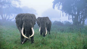Картинка животные слоны сафари