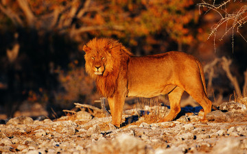 Картинка животные львы лев морда грива рыжий