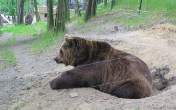 Картинка животные медведи зоопарк медведь