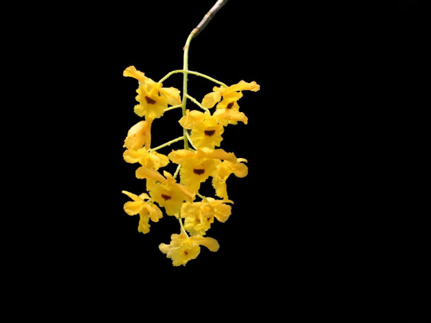 Обои картинки фото цветы, орхидеи, желтый