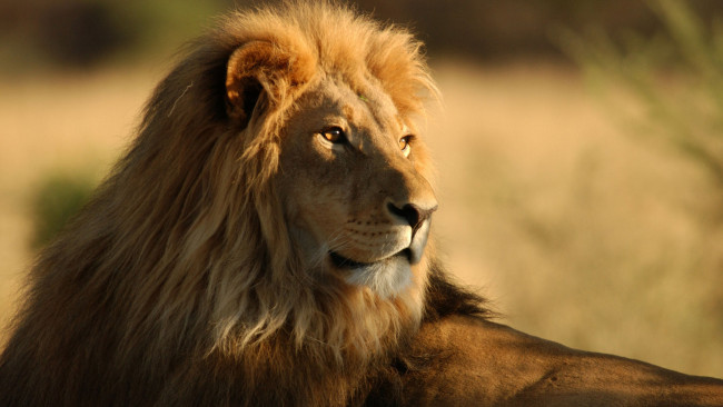 Обои картинки фото животные, львы, лежит, смотрит, красавец, грива, лев, моорда
