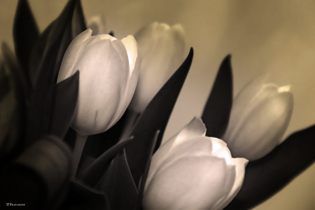 Обои картинки фото автор, thean, цветы, тюльпаны, белый