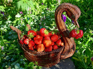 Картинка еда клубника земляника дары лета ягоды