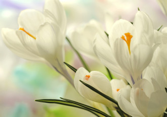 Картинка цветы крокусы нежность белый весна