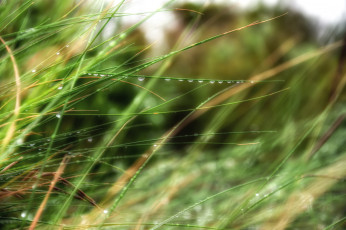Картинка природа макро дождь капли трава