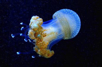 Картинка животные медузы купол щупальца