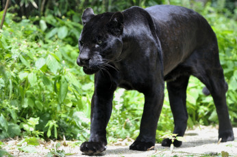 Картинка животные пантеры грация черный