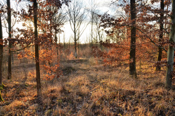 Картинка природа лес трава осень