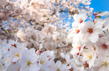 Картинка цветы сакура вишня весна цветение