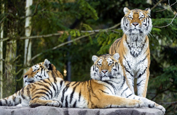 Картинка животные тигры хищники