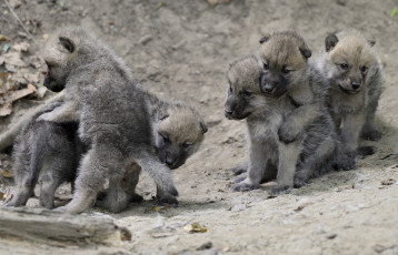 Картинка животные волки волчата малыши