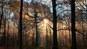 Картинка природа восходы закаты лучи лес стволы кроны солнце