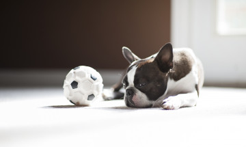 Картинка животные собаки собака бульдог мяч