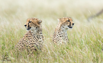 Картинка животные гепарды кошки хищники трава