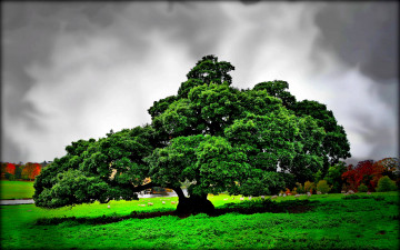 Картинка природа деревья поле дерево крона зелень