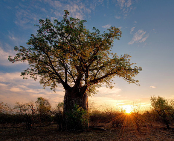 Обои картинки фото природа, восходы, закаты, кусты, баобаб, лучи, солнце, саванна, зимбабве, африка