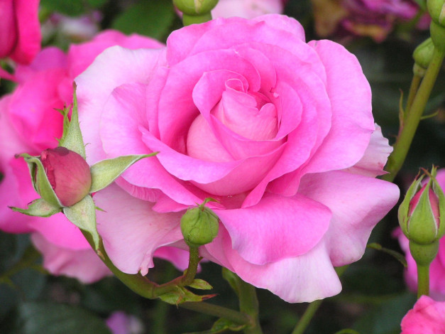 Обои картинки фото цветы, розы, бутоны, розовый