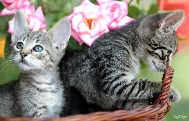 Обои картинки фото животные, коты, котята, розы, корзинка