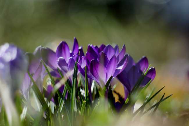 Обои картинки фото цветы, крокусы, фиолетовый