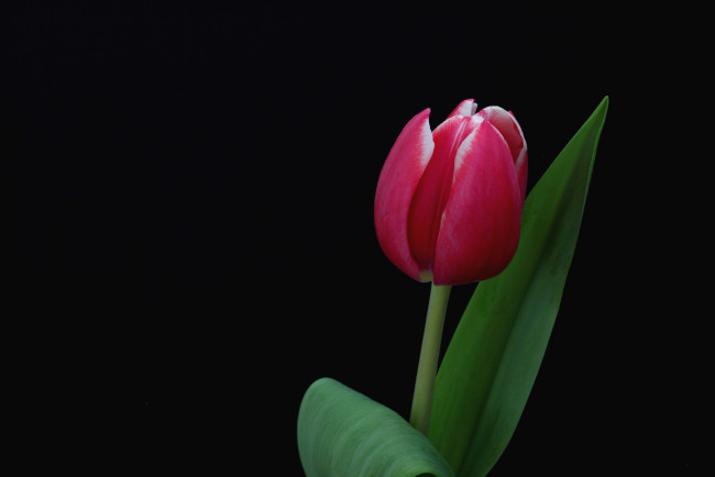 Обои картинки фото цветы, тюльпаны, один, бутон