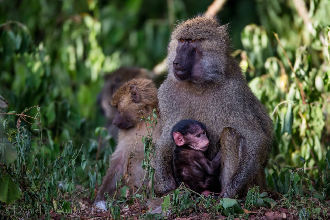 Обои картинки фото животные, обезьяны, малыш, мама, бабуины