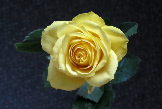 Обои картинки фото цветы, розы, желтый