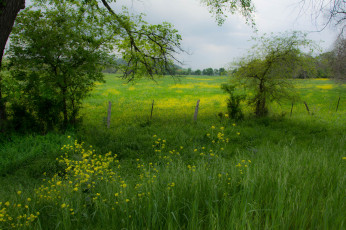 Картинка природа луга цветы трава