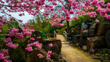 Картинка природа парк камни мостик сакура