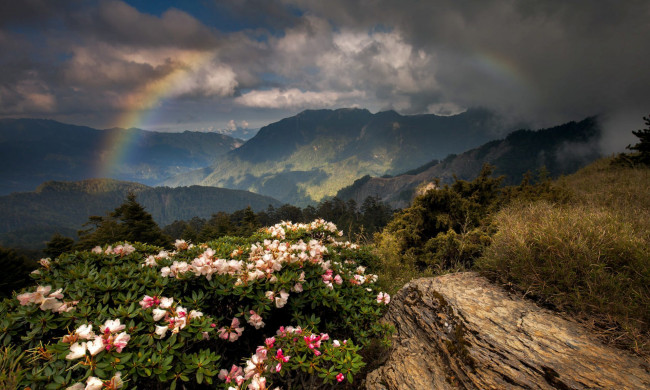 Обои картинки фото природа, радуга, цветы, горы