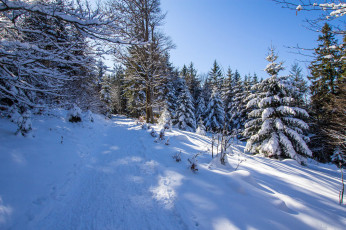 Картинка природа зима лес дорога деревья пейзаж