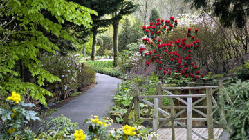 Картинка природа парк аллея мостик деревья цветы