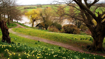 Картинка природа пейзажи река дорожка деревья нарциссы весна