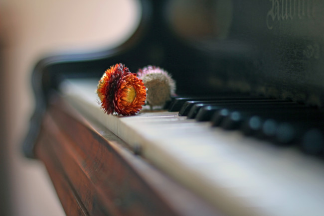 Обои картинки фото музыка, -музыкальные инструменты, цветок, пианино