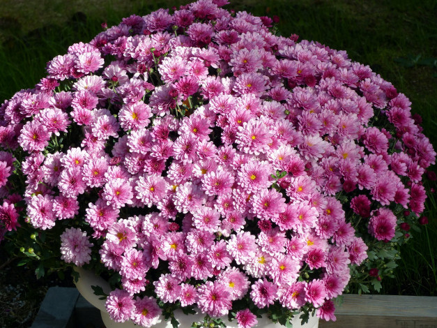 Обои картинки фото цветы, хризантемы, розовый