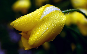Картинка цветы тюльпаны тюльпан бутон макро капли