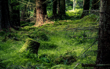Картинка природа лес мох стволы