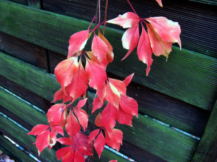 Картинка природа листья ветка красные осень
