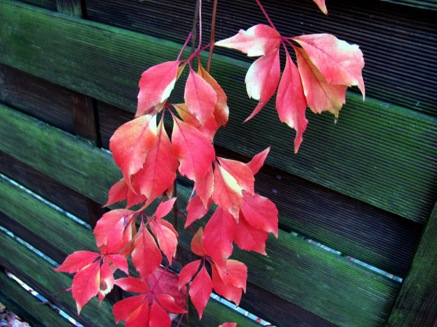 Обои картинки фото природа, листья, ветка, красные, осень
