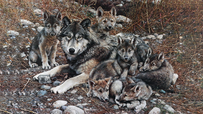 Обои картинки фото 295411, рисованное, животные,  волки, волк, волчата