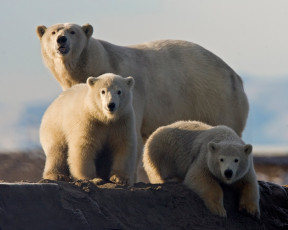 Картинка животные медведи медвежата медведица белые