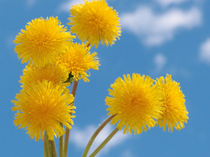 Картинка цветы одуванчики солнышки